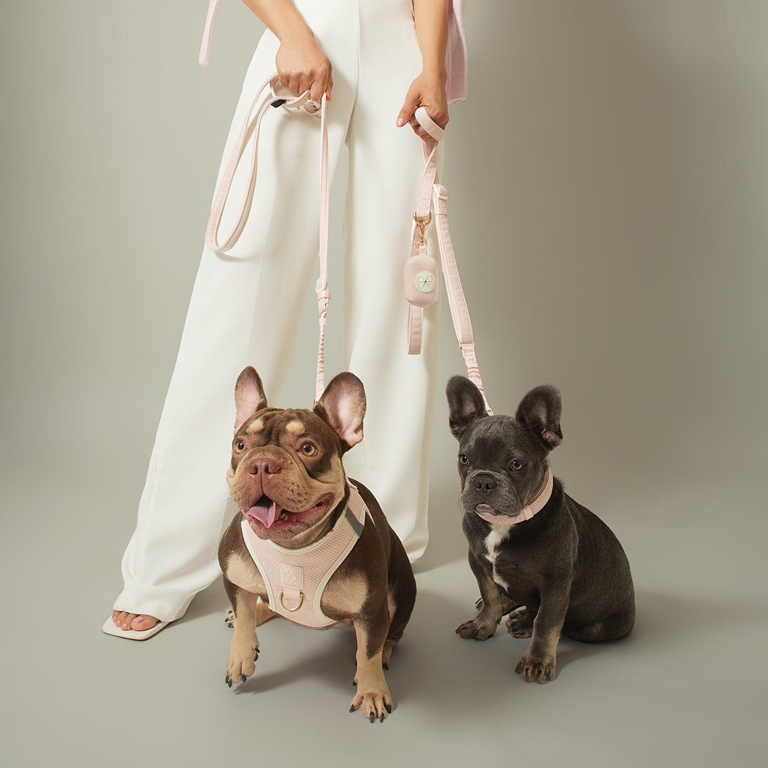 Two French bulldogs in the Dogistry Madison collection