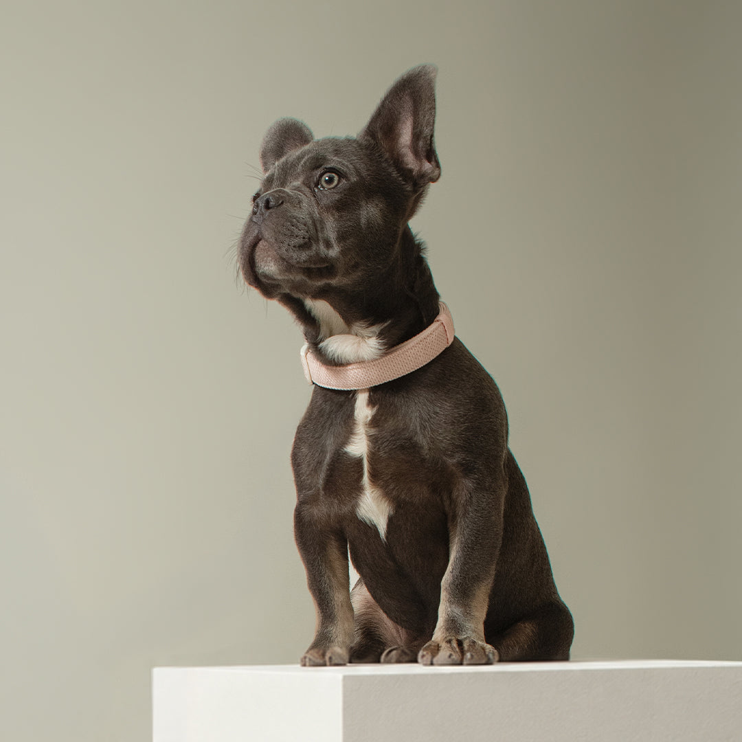 French bulldog wearing the Madison blush collar