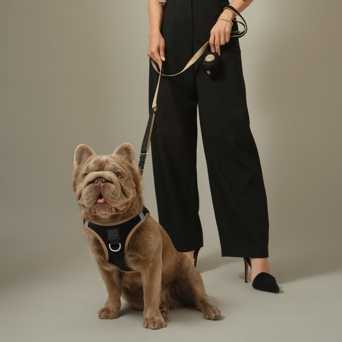Dog in the Crosby harness on a matching leash