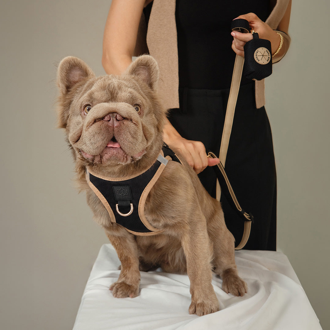 French bulldog wearing the Crosby black SoHo harness