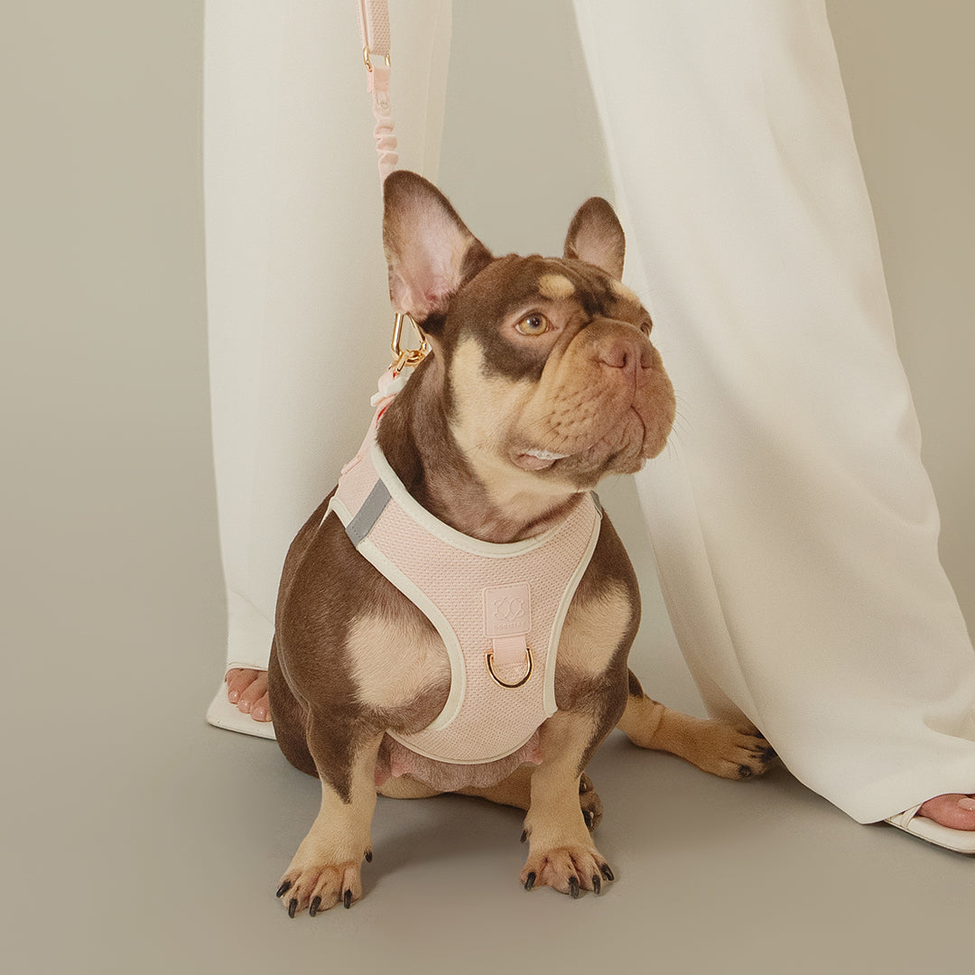 French bulldog in the blush Madison harness and leash