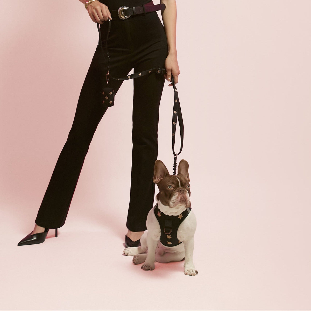 Dog in the Rockstar harness walking with its owner
