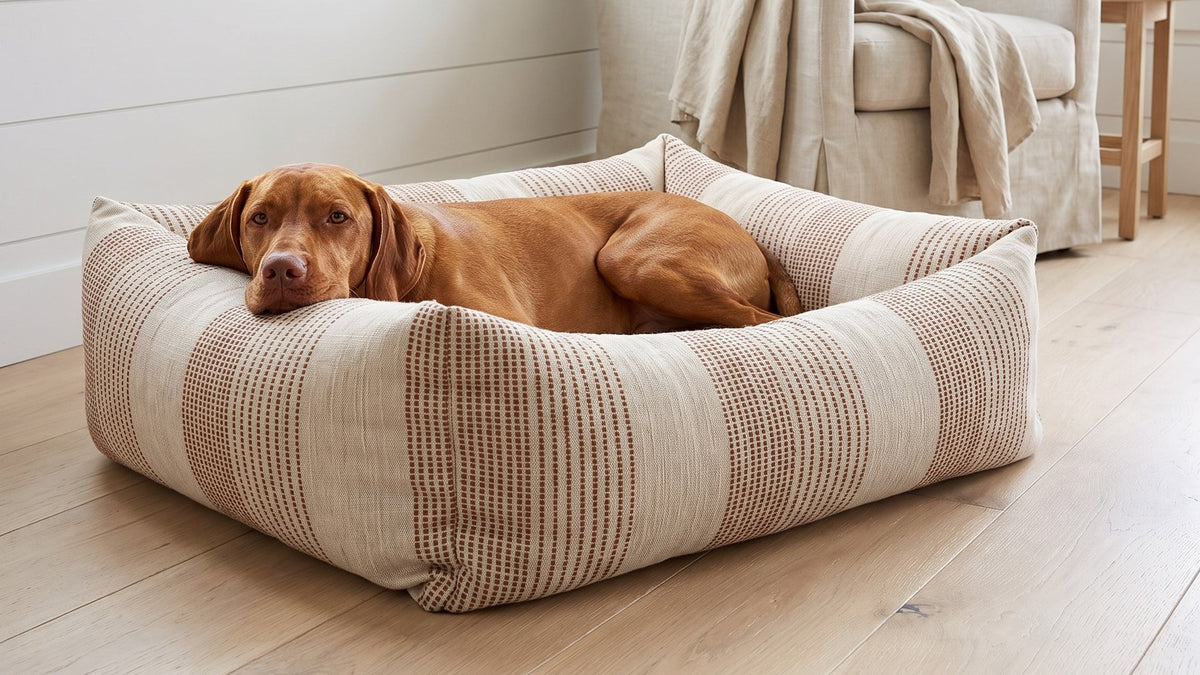Vizsla resting in the Bowsers Franklin dog bed in Seashell striped fabric in a bright sitting room