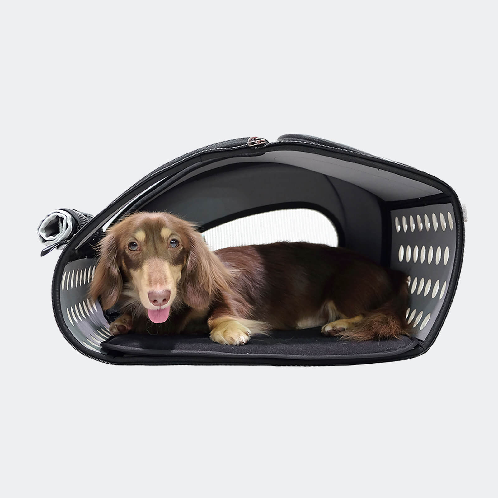 Dachshund dog lying in a black pet carrier on a light gray background