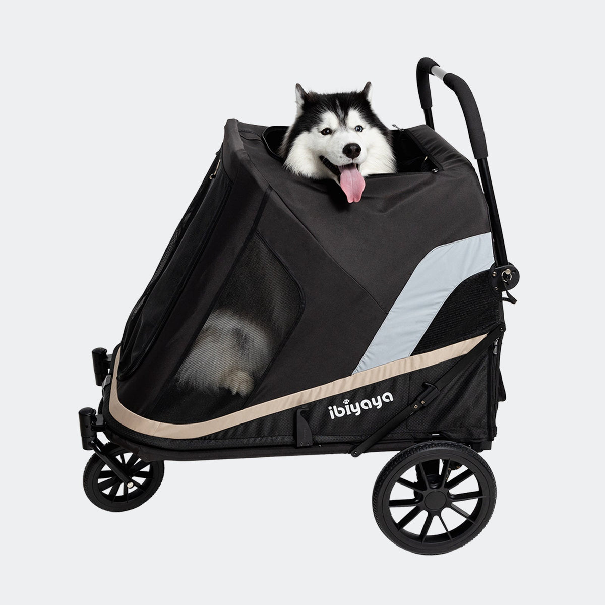 Husky looking out the top of the Grand Cruiser dog stroller canopy