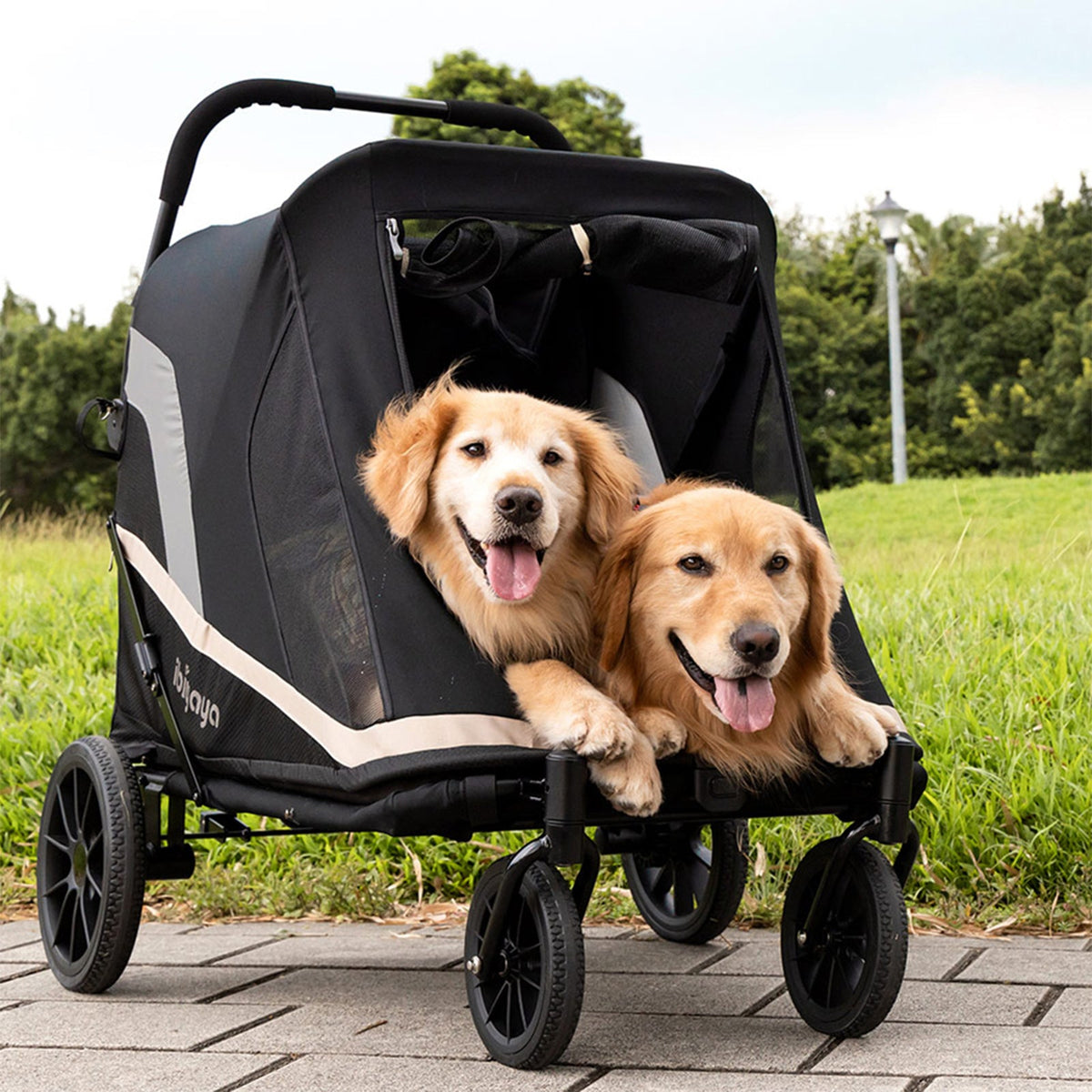 Two golden retrievers riding in the Grand Cruiser large dog stroller