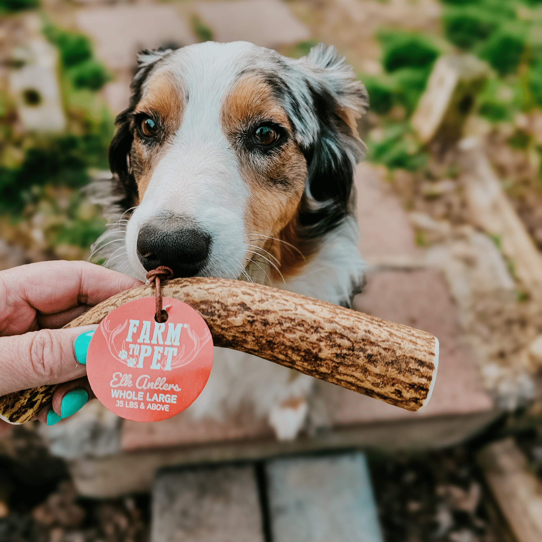 Whole Elk Antlers for Dogs