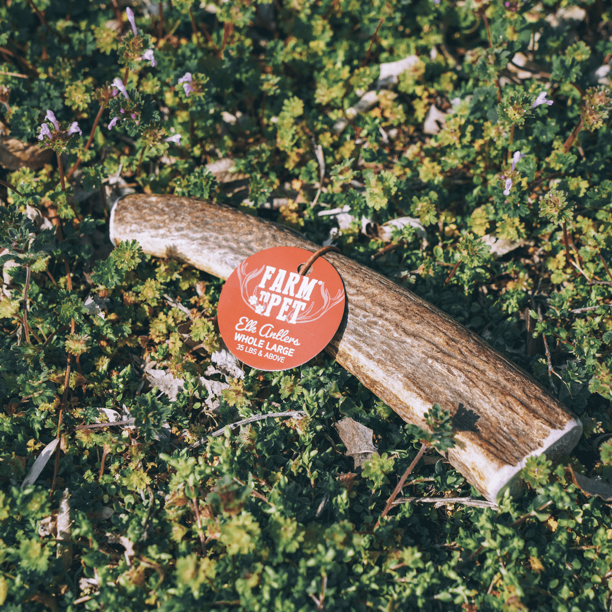 Whole Elk Antlers for Dogs