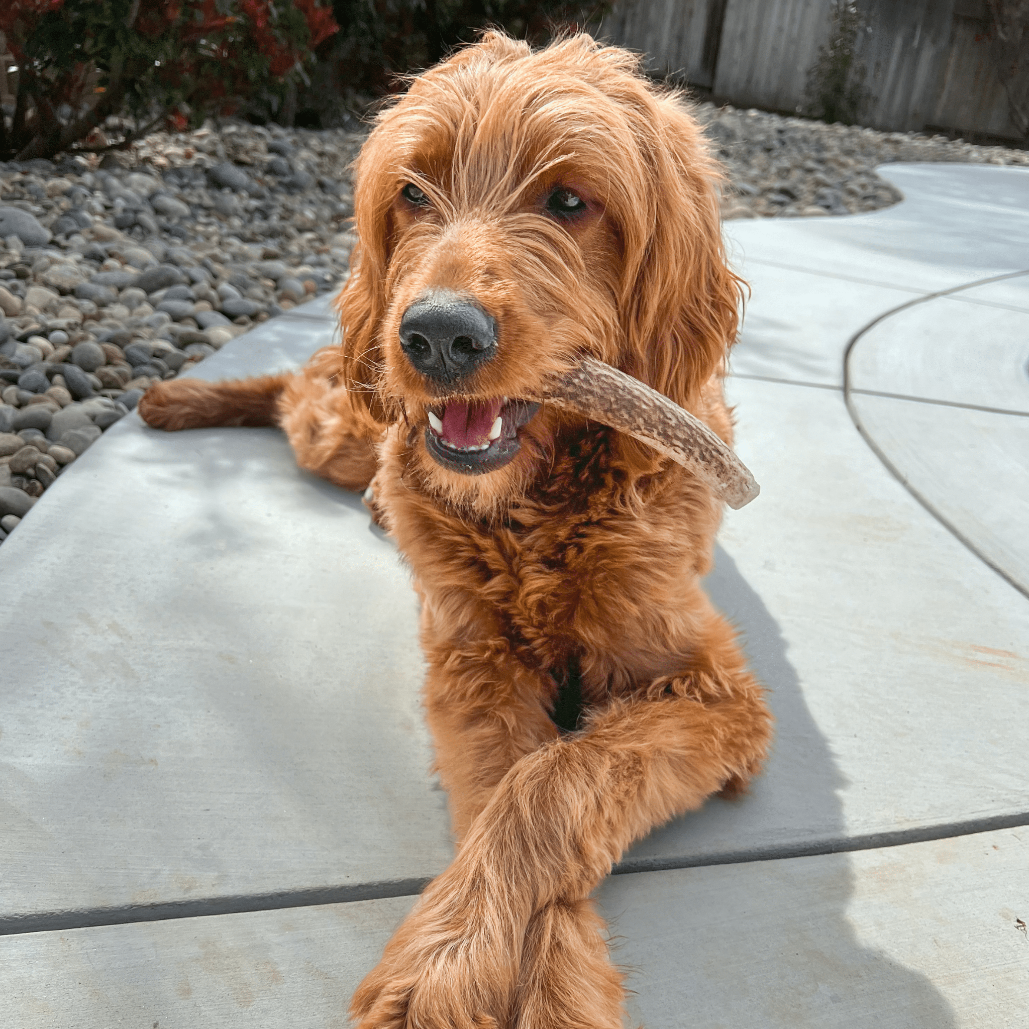 Whole Elk Antlers for Dogs