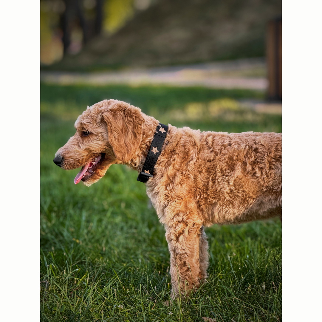 The DOGISTRY x Fi Rockstar Collar