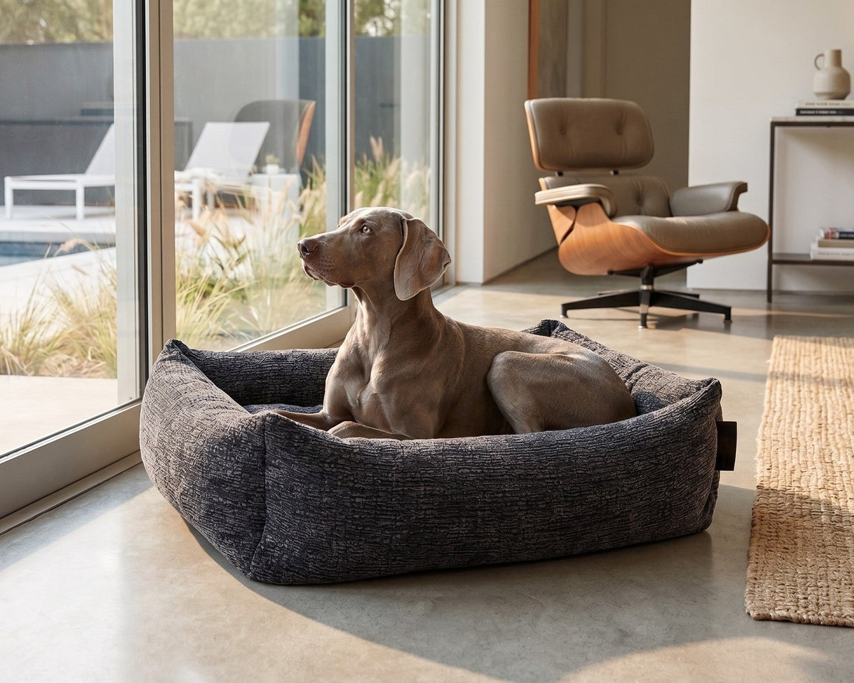 Weimaraner sitting in the Bowsers Franklin bolster dog bed in Elephant Grey by a sunny window