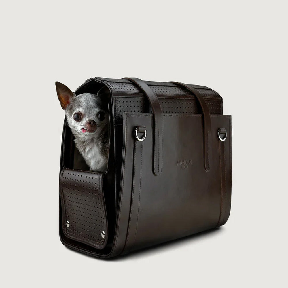 Tiny Chihuahua peeking out from a brown leather pet carrier on a light gray background