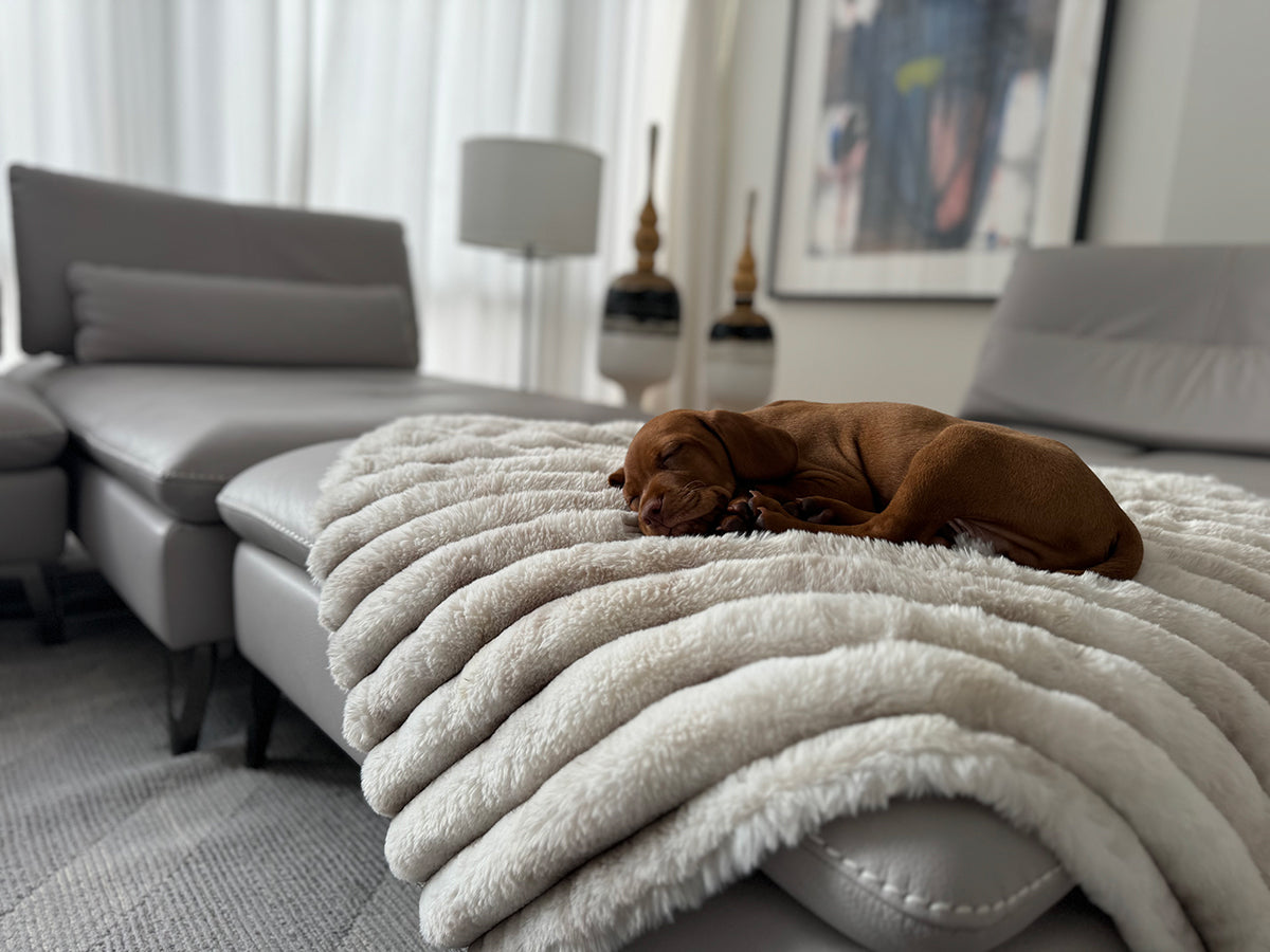 Puppy sleeping on soft dog blanket