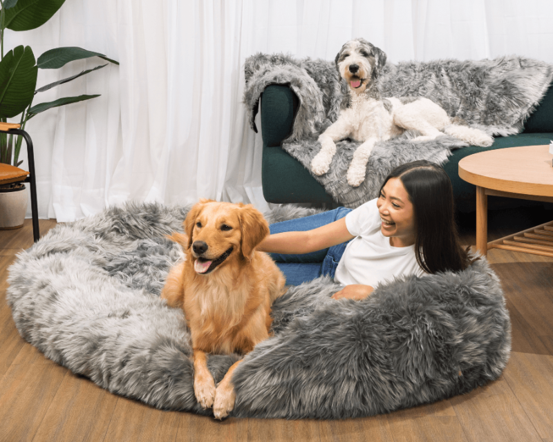 Woman and dogs on a large human size dog bed in a living room setting.