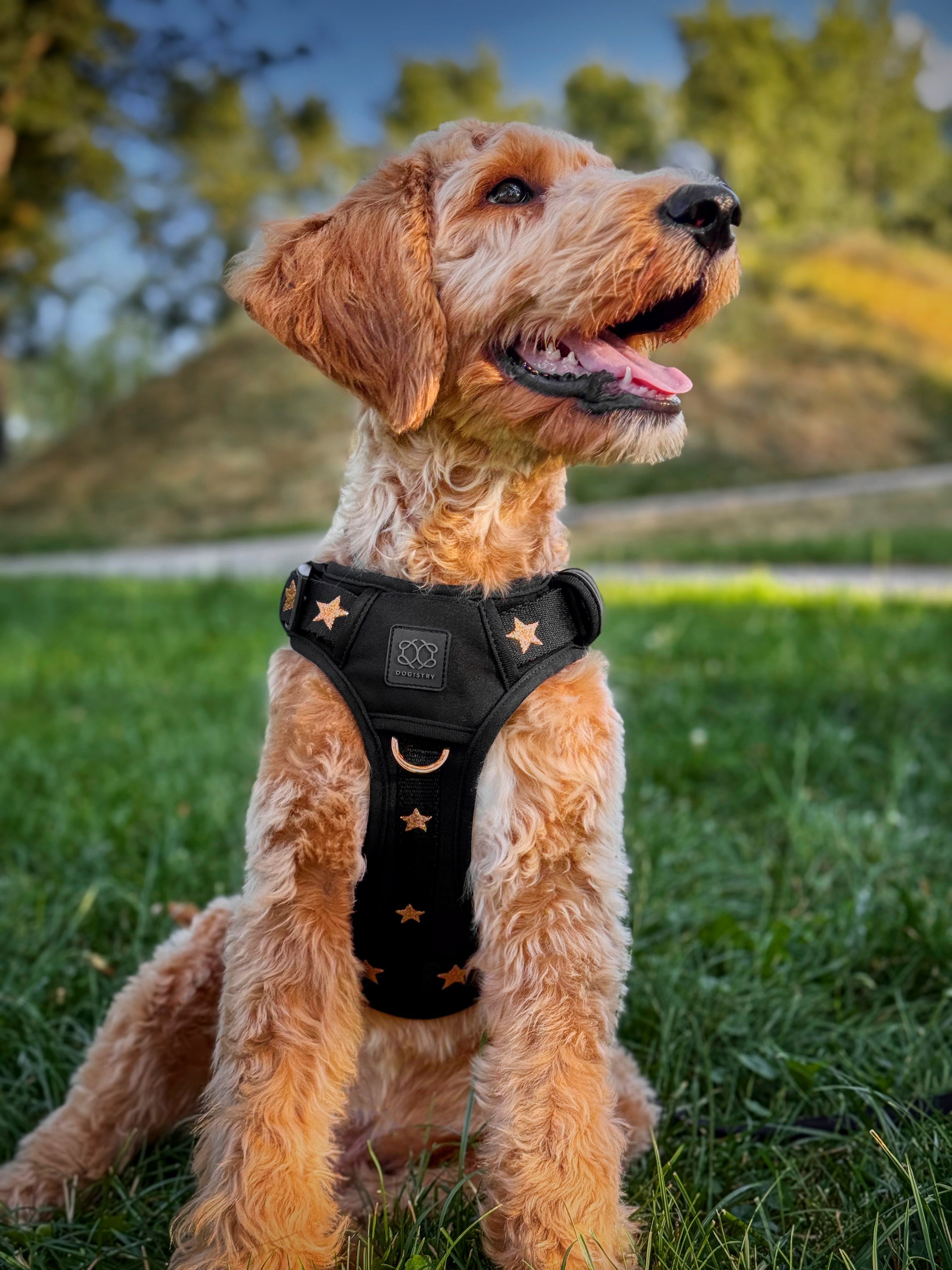 The NoMad Adjustable Luxe Dog Harness | Rockstar