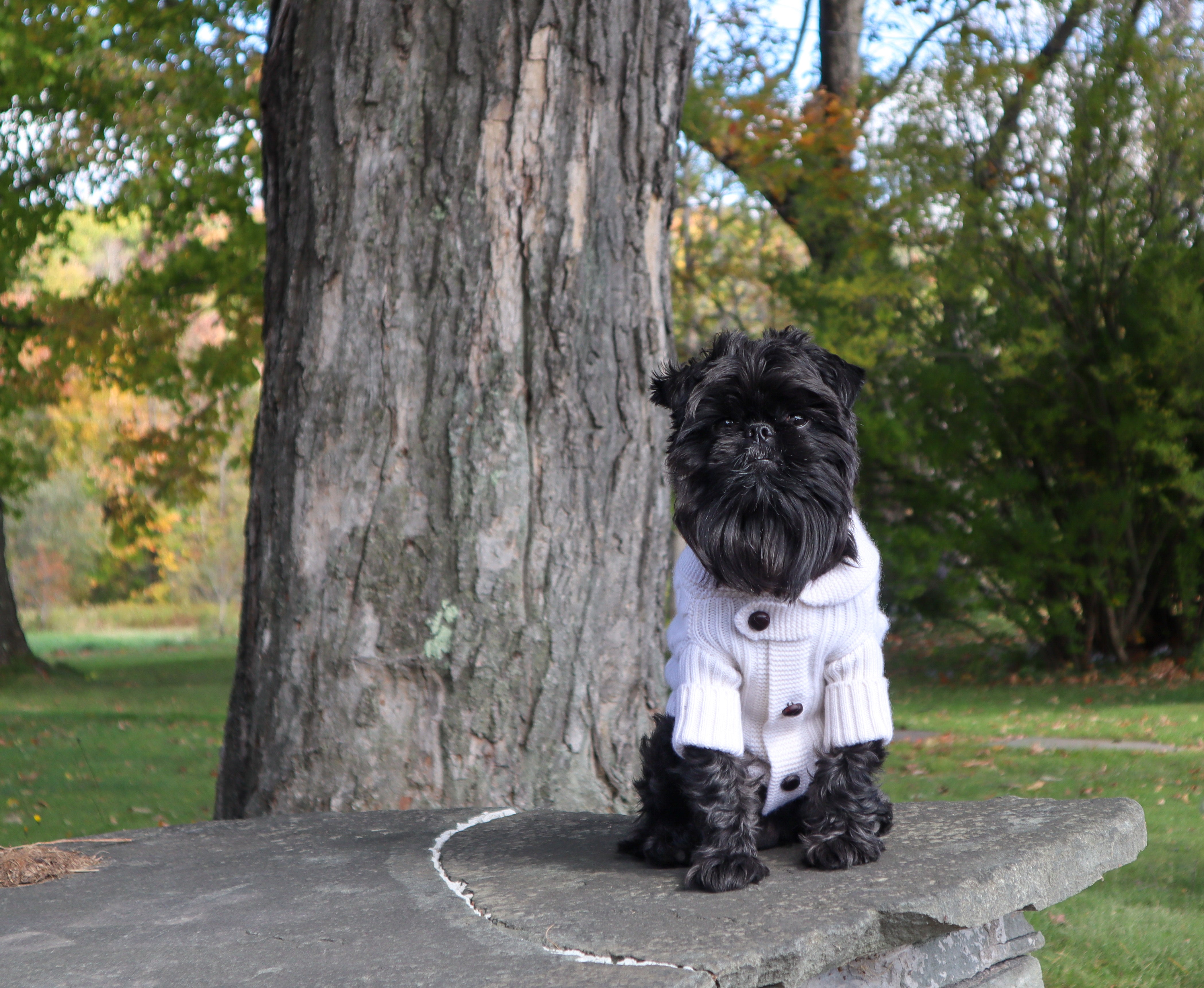 Small black dog wearing a white sweater sitting on a stone ledge next to a tree in a park.