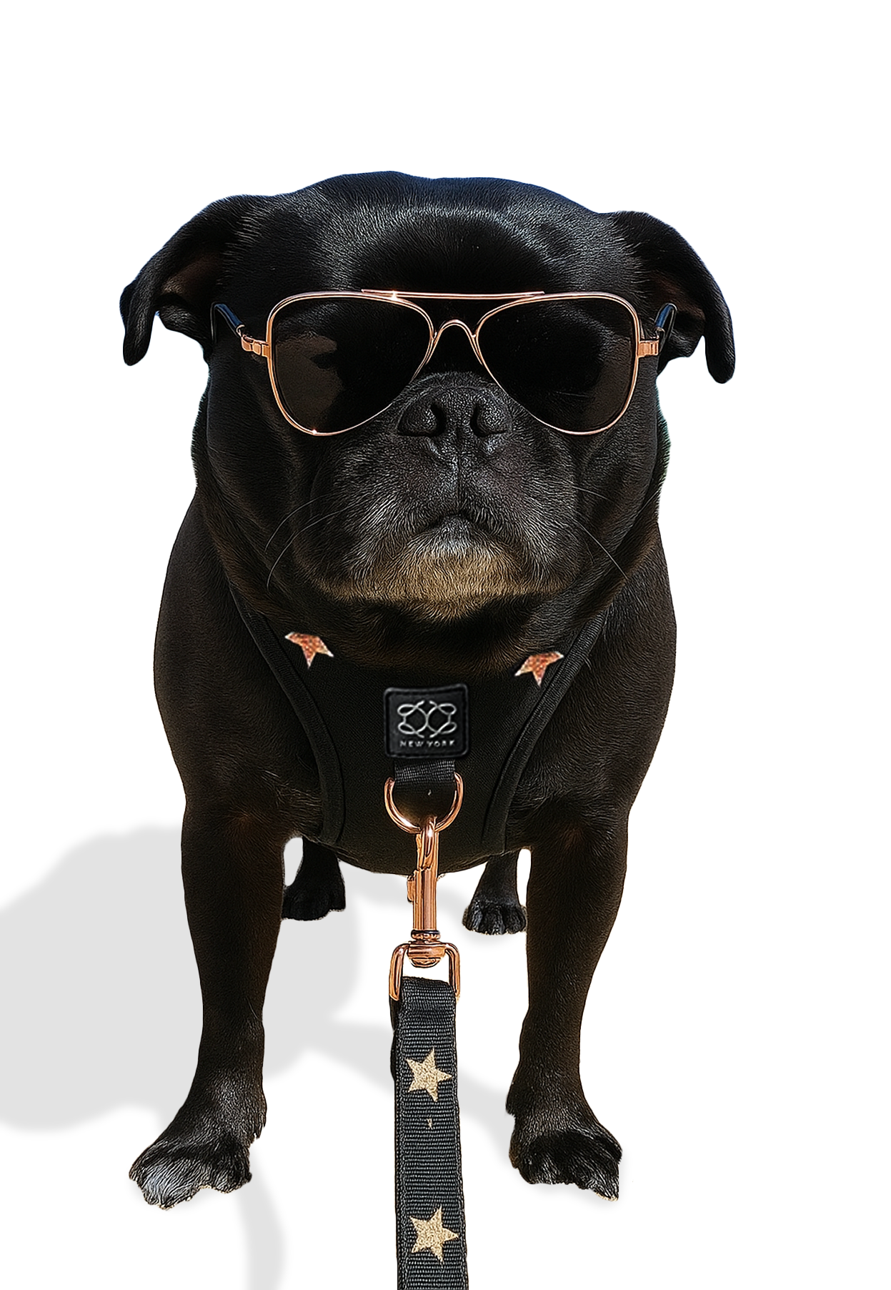 Adjustable Bungee Dog Leash | Rockstar