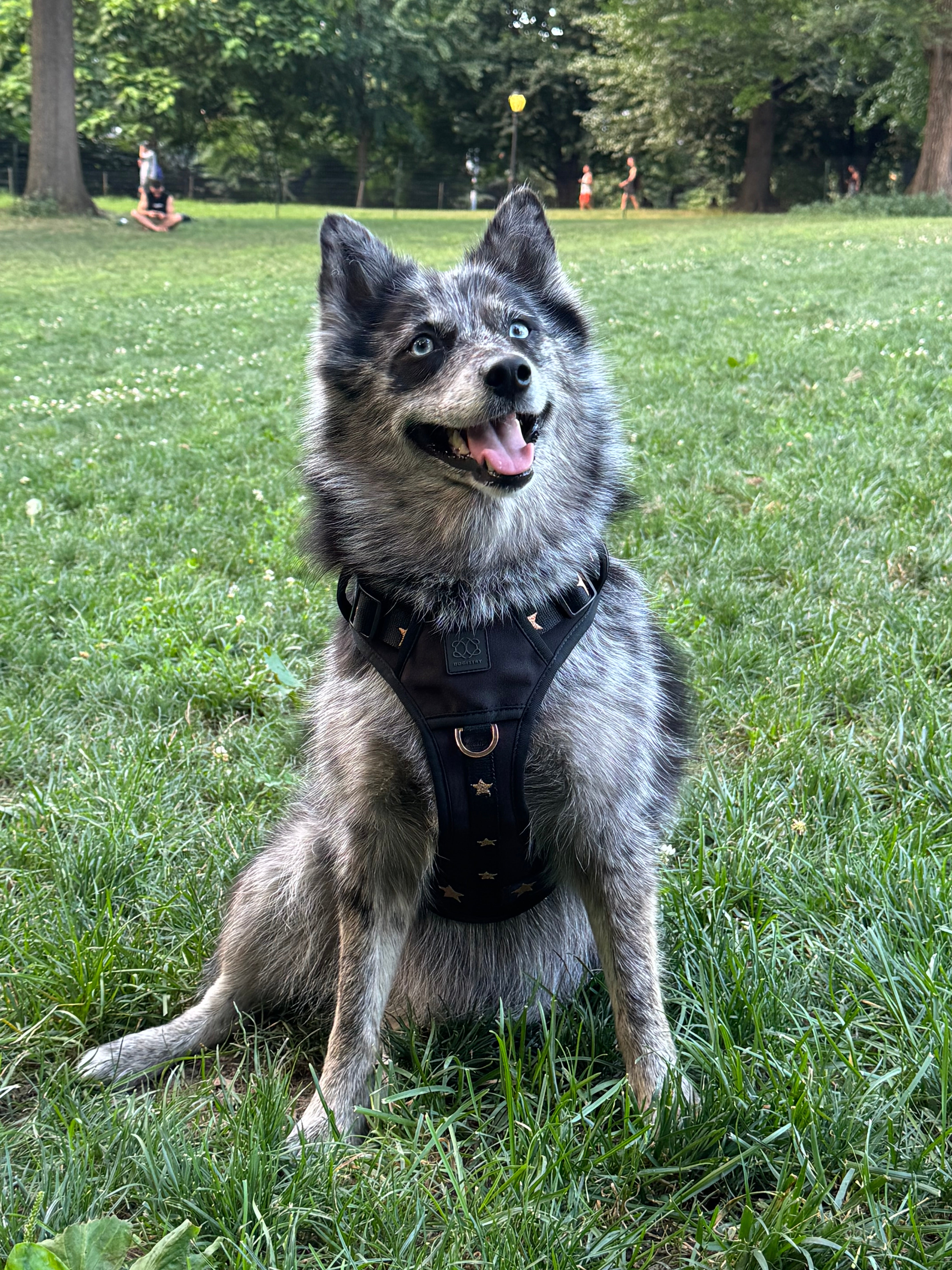 The NoMad Adjustable Luxe Dog Harness | Rockstar