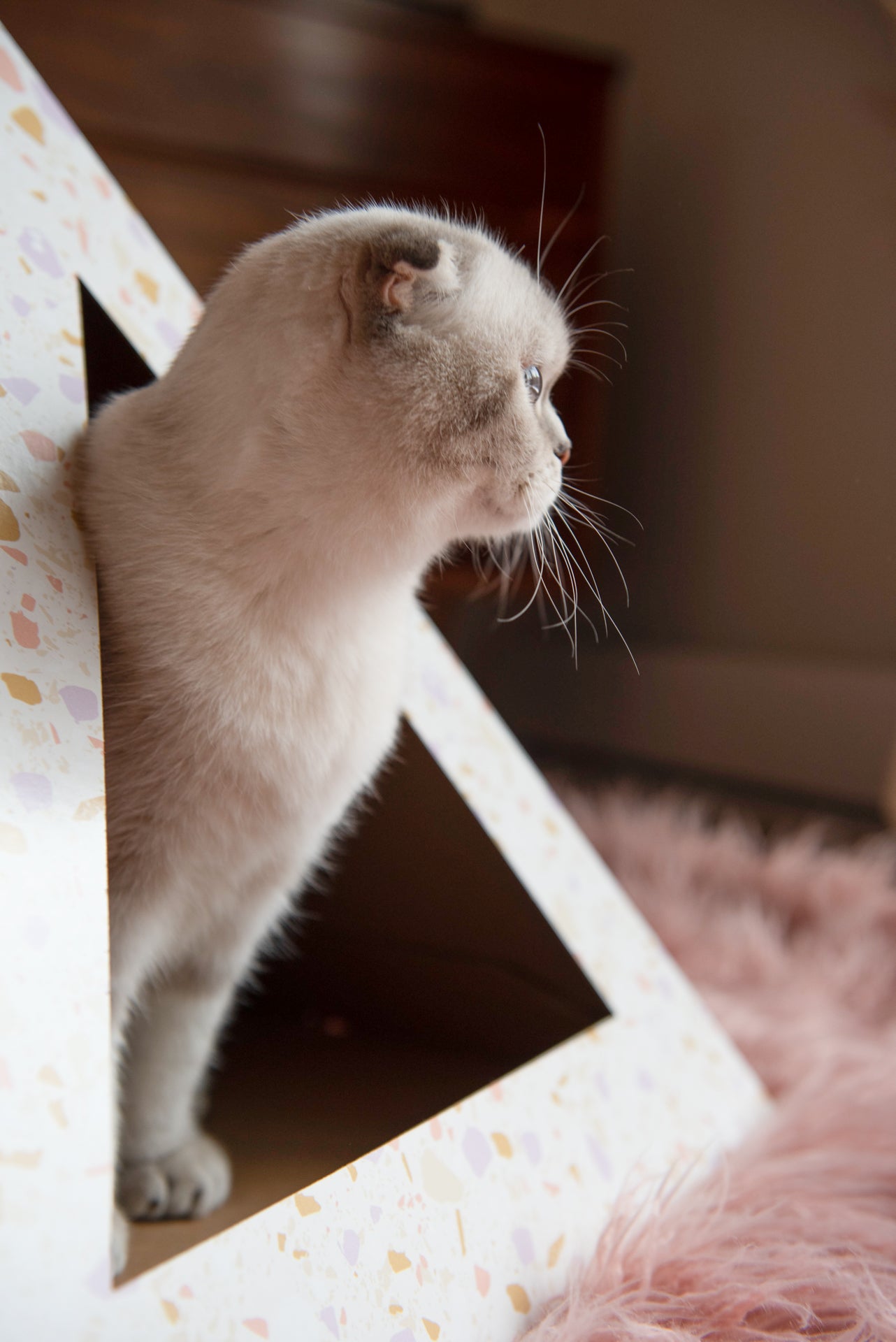 Cat peeking out from a cardboard box with a soft focus background