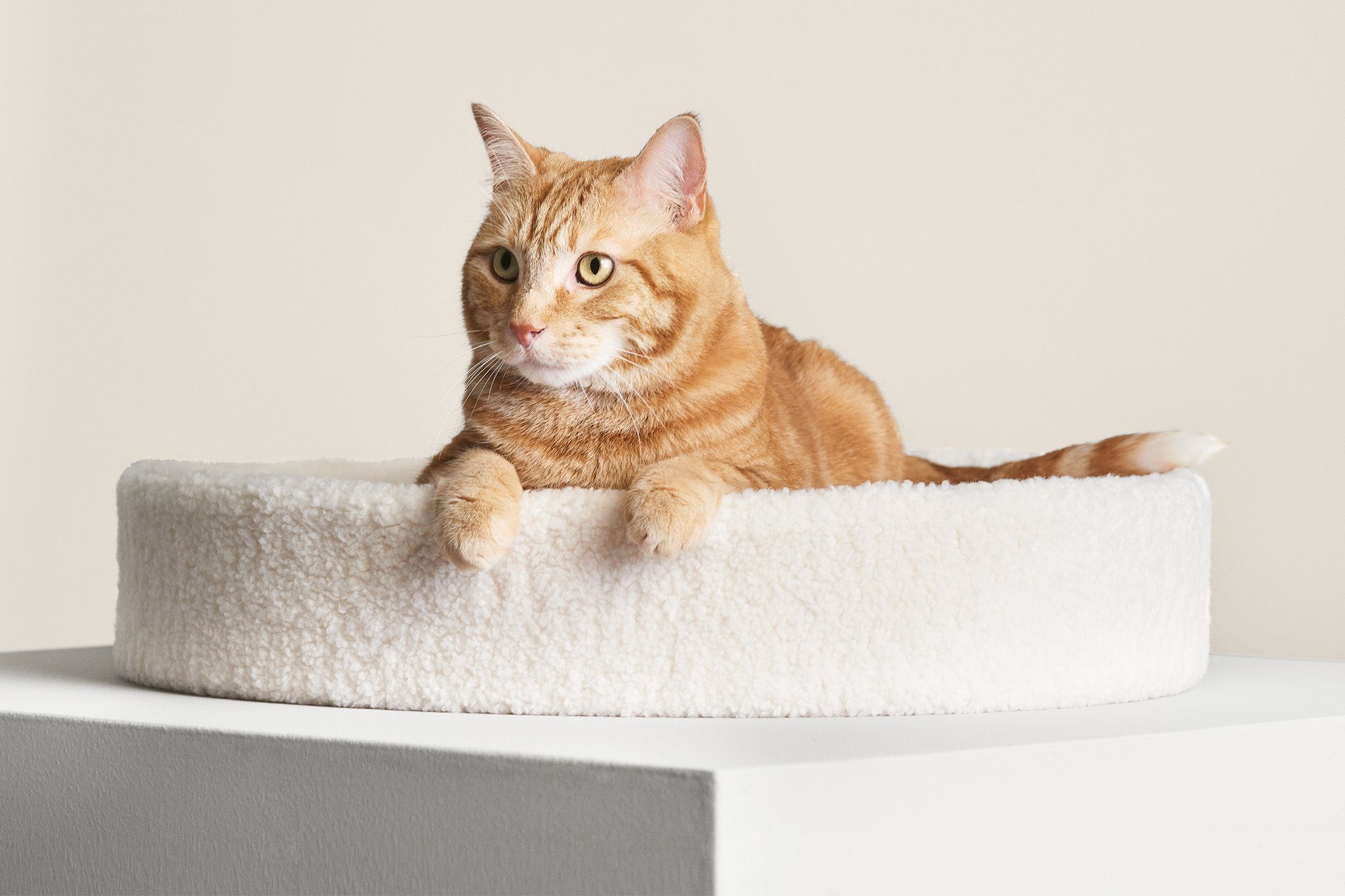 Kip Cat Cushion Bed | Tuft & Paw