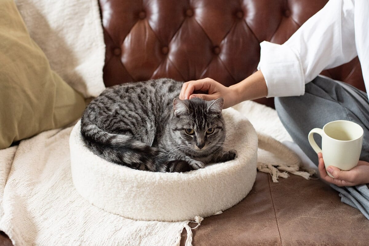 Kip Cat Cushion Bed | Tuft & Paw