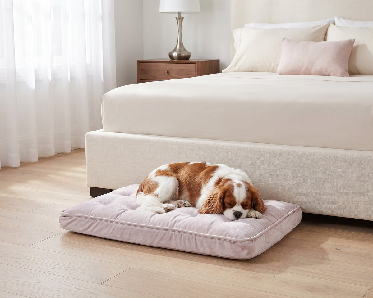 Cavalier King Charles Spaniel asleep on the Bowsers Luxury Crate Mattress in Blush beside a bed
