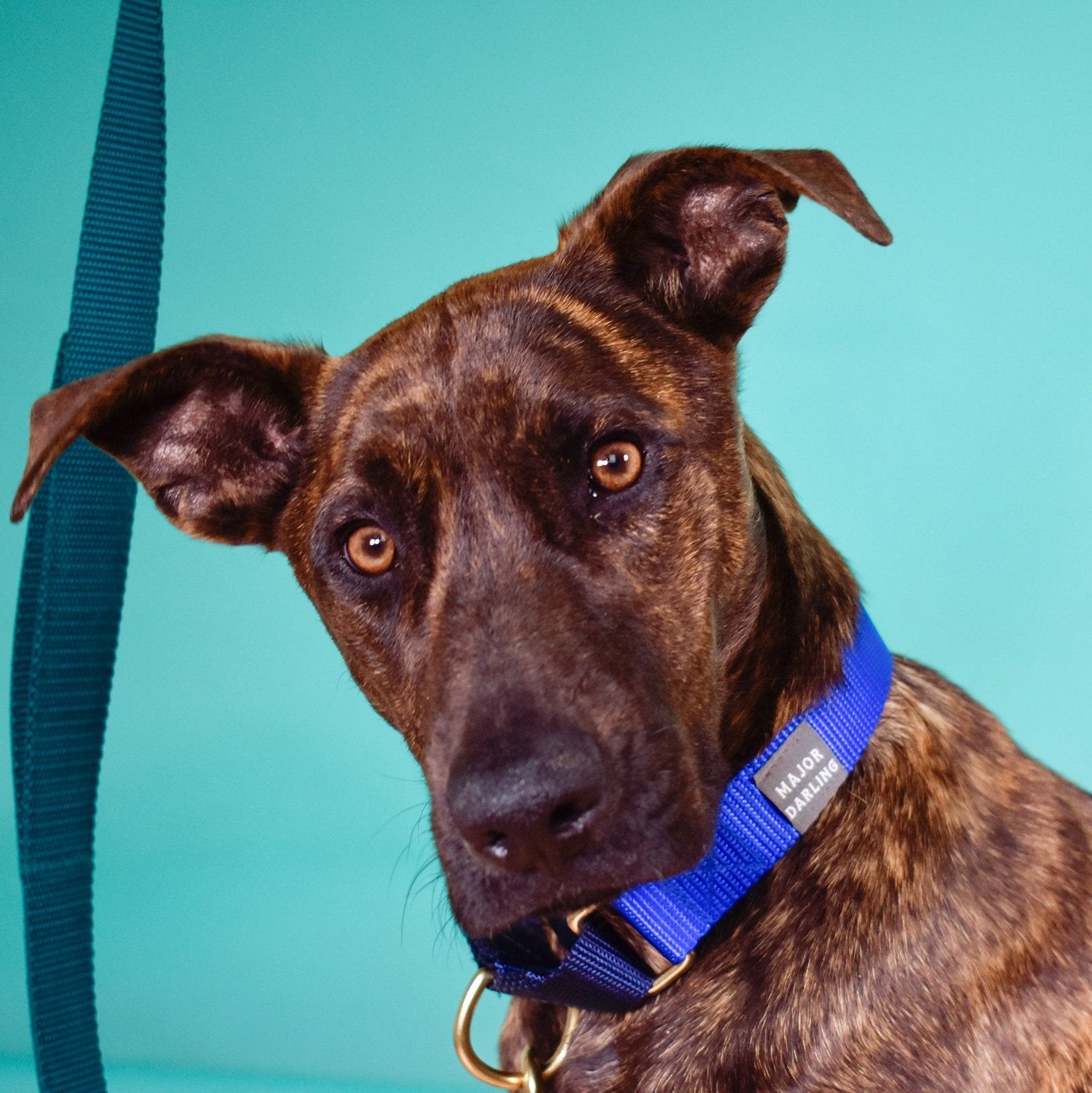Martingale Dog Collar | Cobalt + Navy