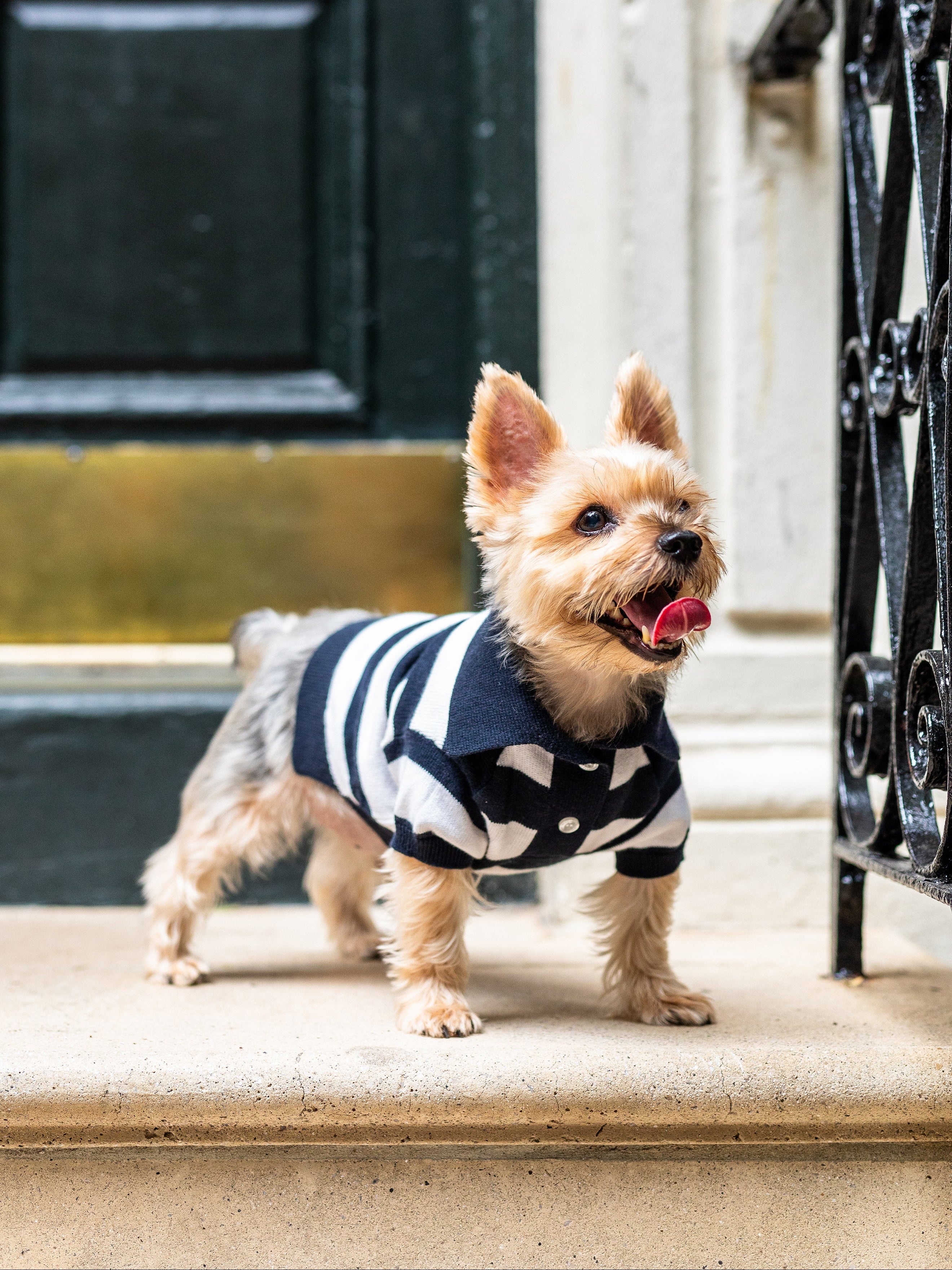 Small dog wearing a striped sweater standing on a doorstep