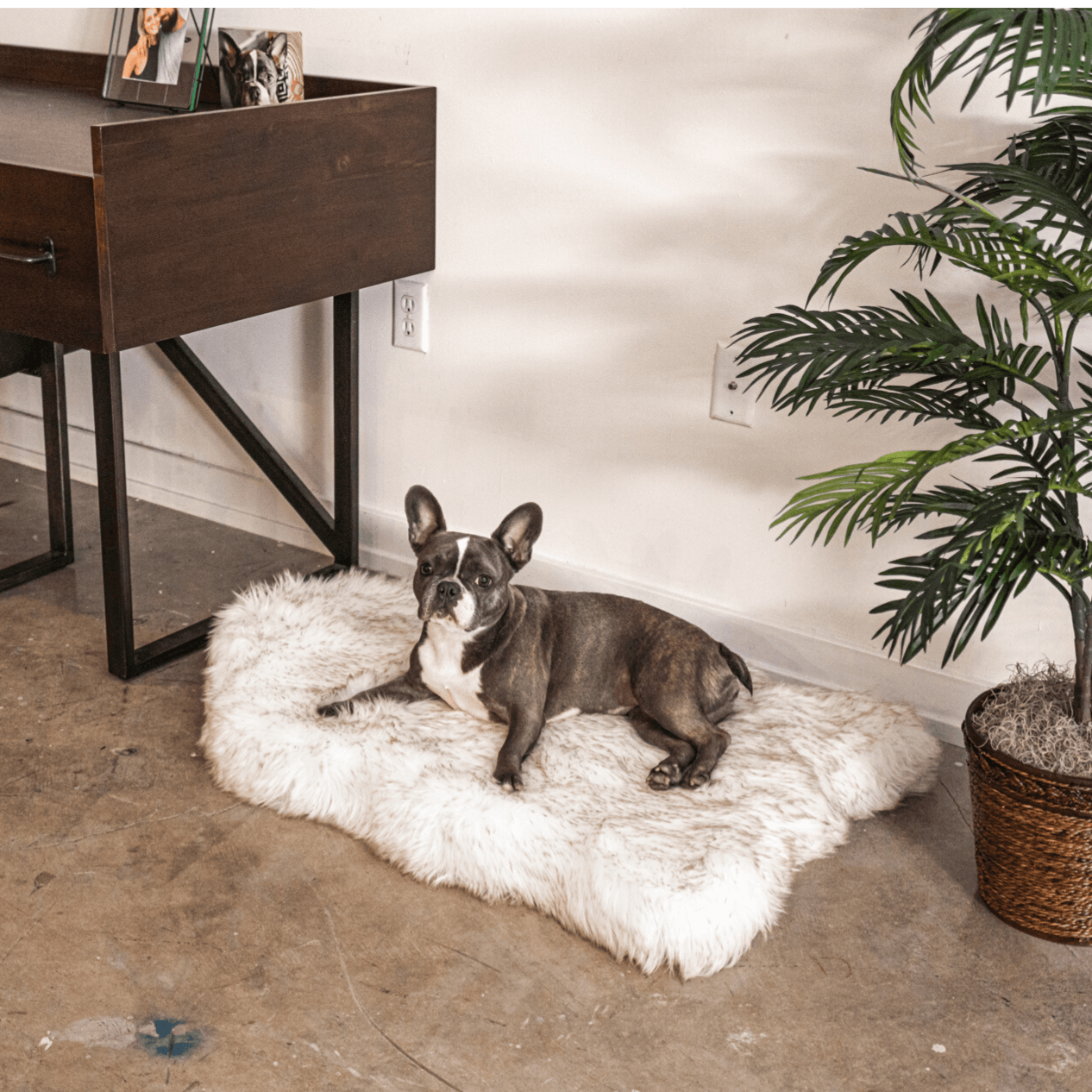 Frenchie on a beautiful puprug beige dog bed