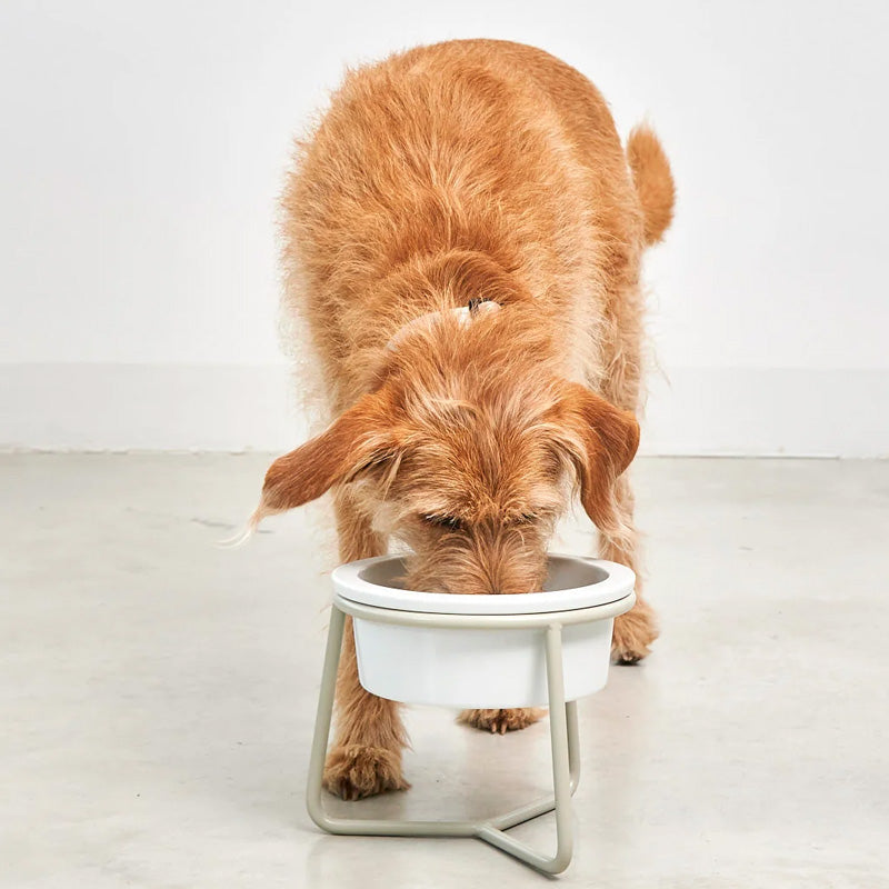 Medium size Terrier dog drinking water from raised porcelain dog bowl from MiaCara