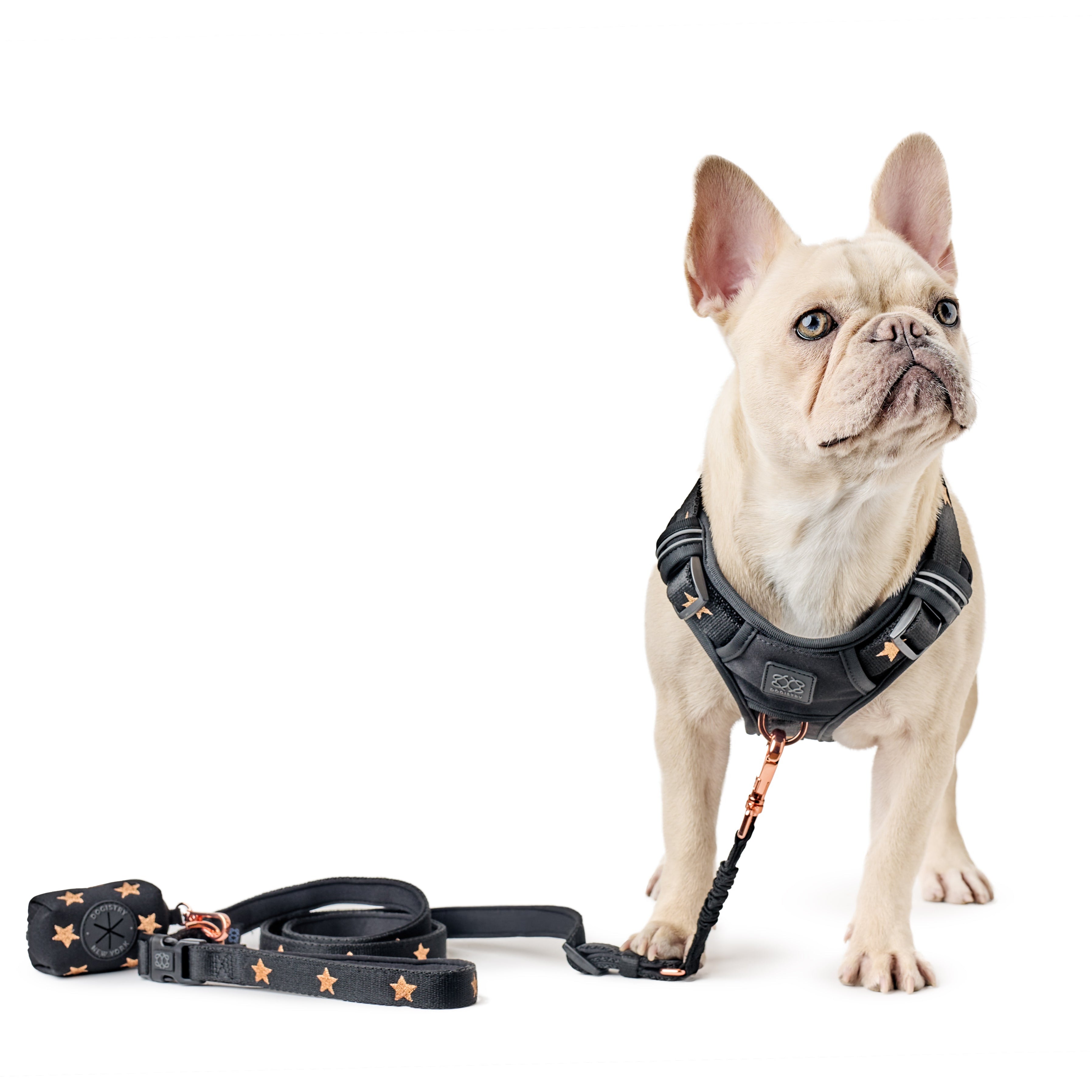 Adjustable Bungee Dog Leash | Rockstar