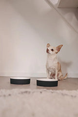 Paikka XS ceramic water bowl for cats and dogs