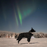 Large dog in snow with Paikka winter dog, a black overall that covers legs