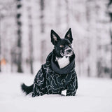 Dog playing in snow with paikka winter coat