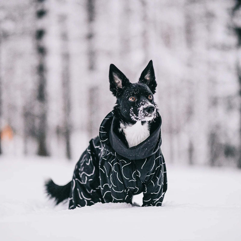 Dog playing in snow with paikka winter coat