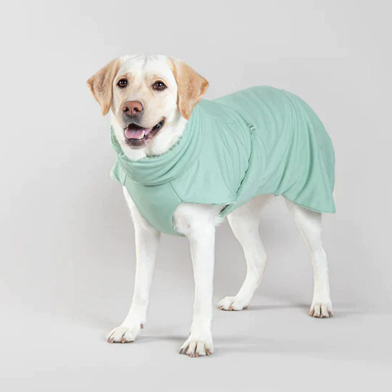 Labrador with a Paikka dog bathrobe