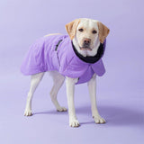 Labrador wearing a large Paikka winter dog jacket in lilac color