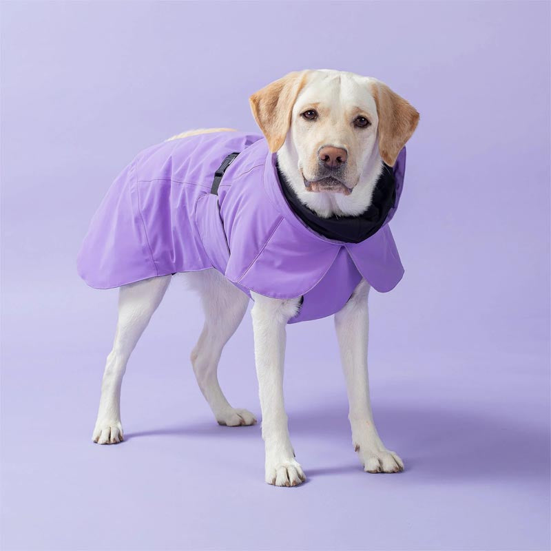 Labrador wearing a large Paikka winter dog jacket in lilac color