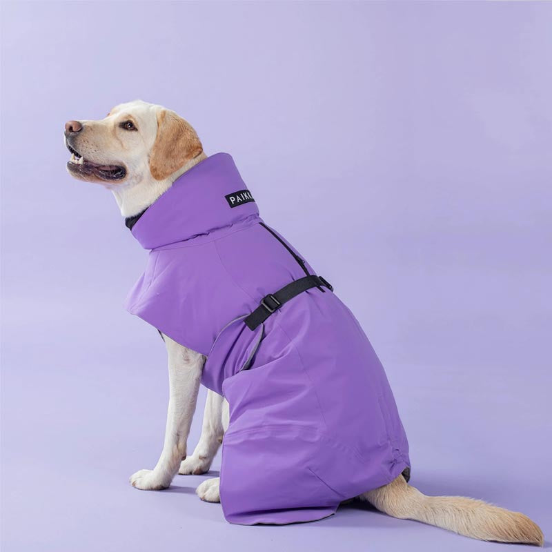 Labrador wearing Paikka dog coat in lilac color