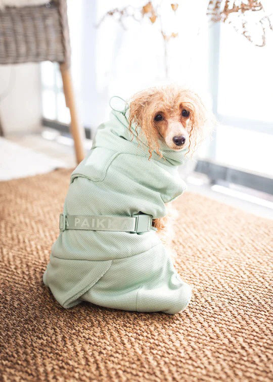 Poodle sitting with a dog bathrobe on.