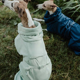 Italian Greyhounds with Paikka high quality dog bathrobe pet towels