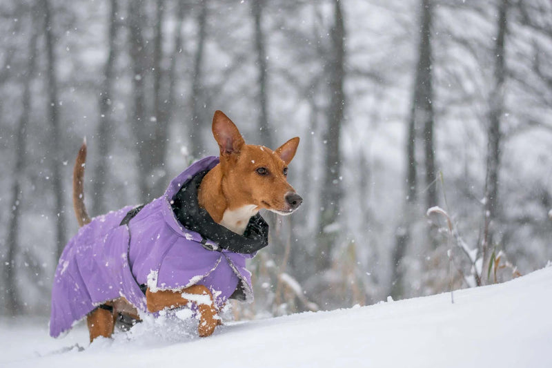 Paikka Dog Visibility Winter Jacket Lilac