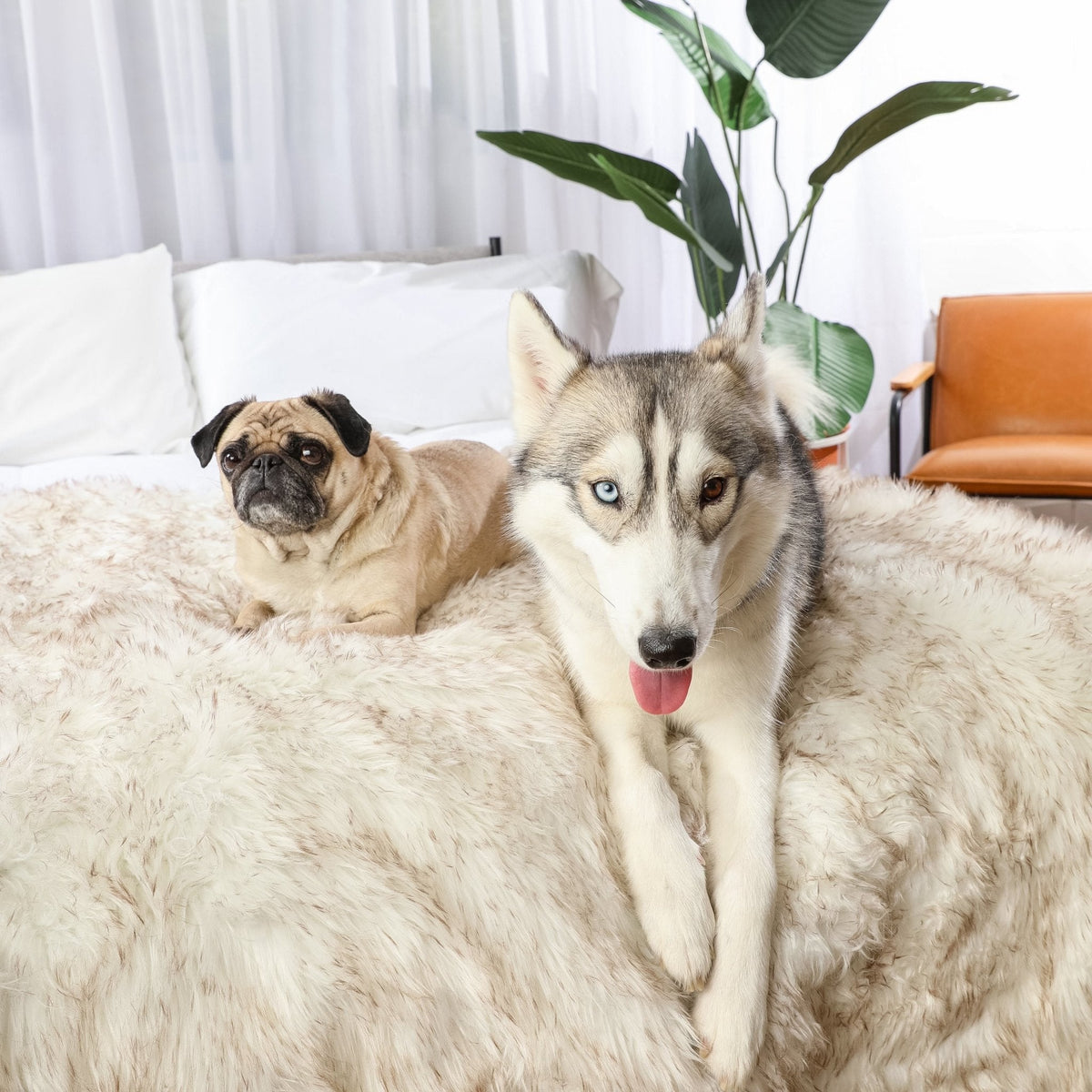 PupProtector waterproof dog blanket in white with brown accents, photo 3