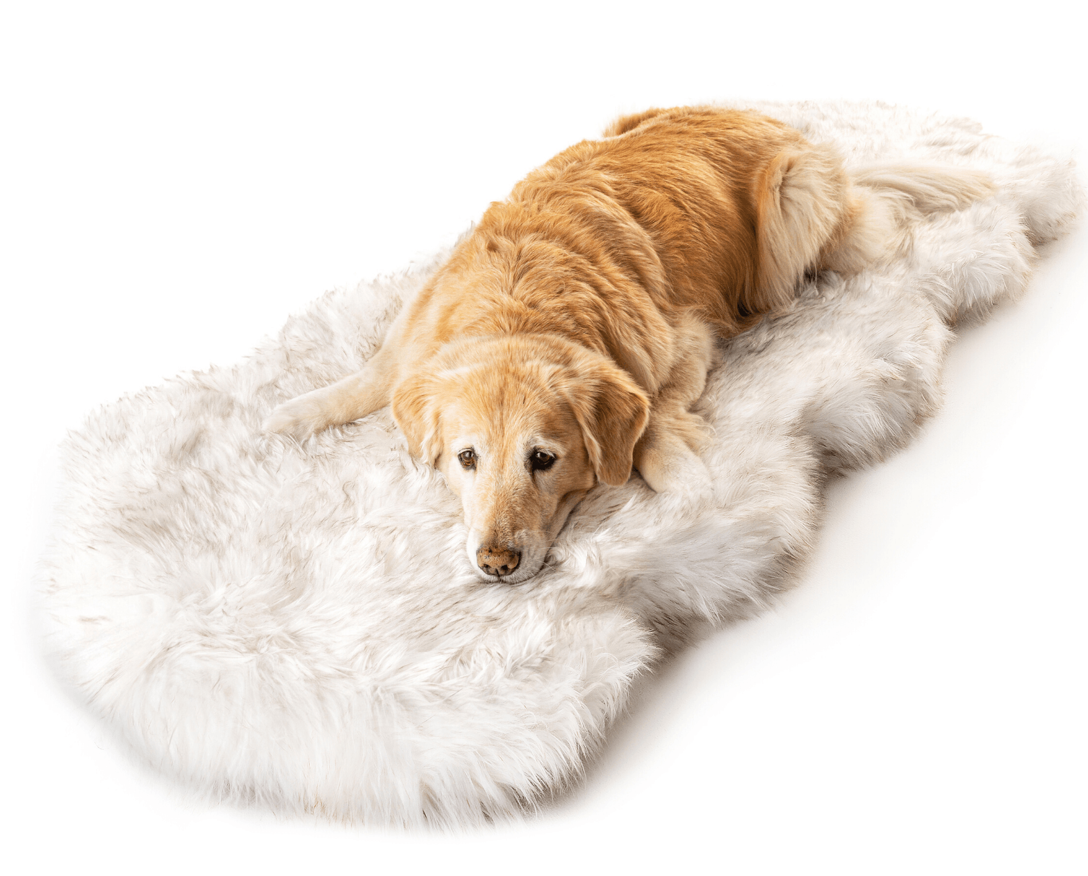 Puprug Orthopedic Faux Fur Memory Foam Dog Bed - Curve White with Brown Accents