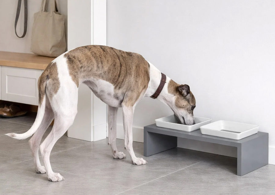 A grey elevated dog feeder with two white ceramic bowls, shown with a greyhound dog eating in a modern home entryway.