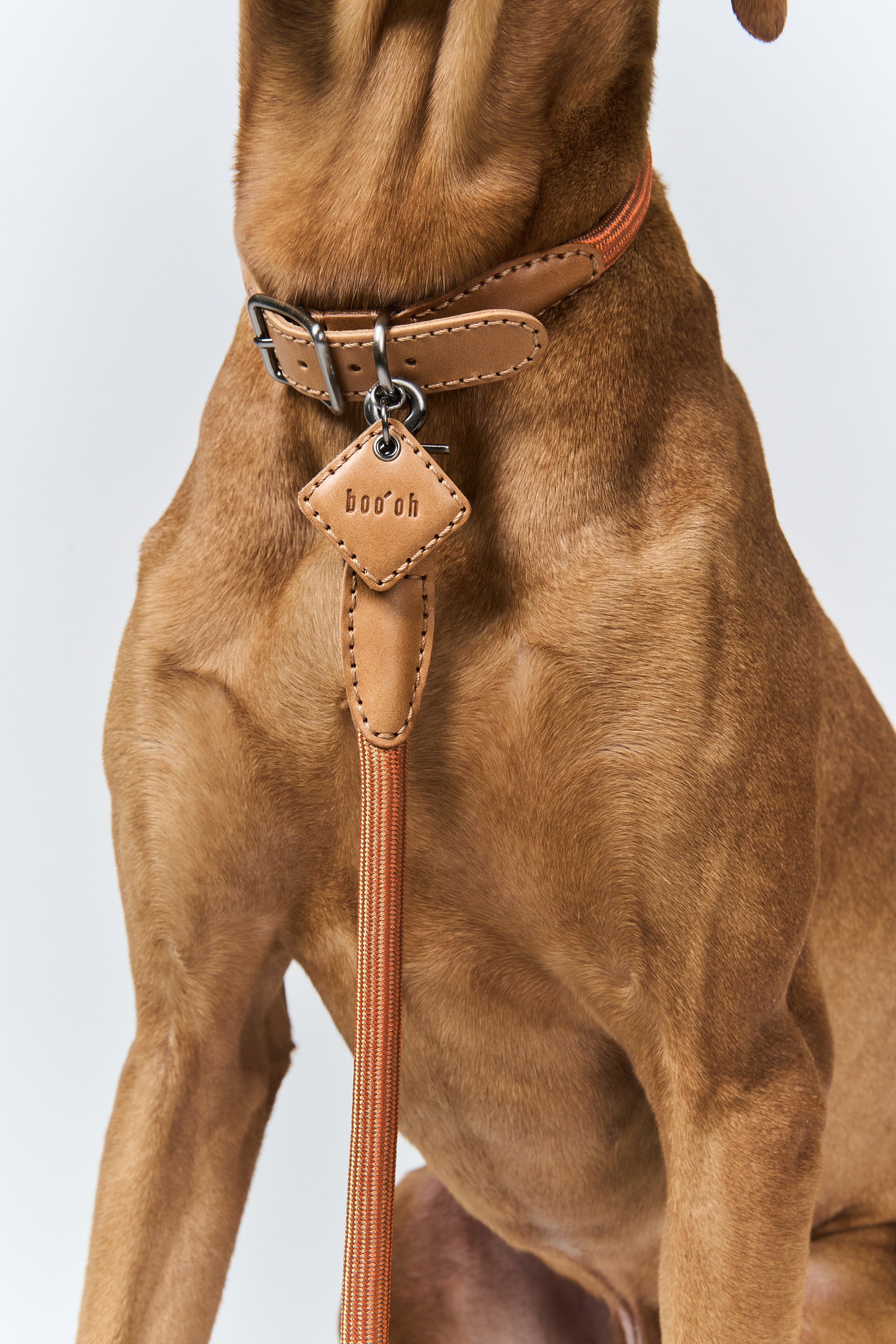 Hands-Free Ray Collar + Leash Set For Dogs | Brown