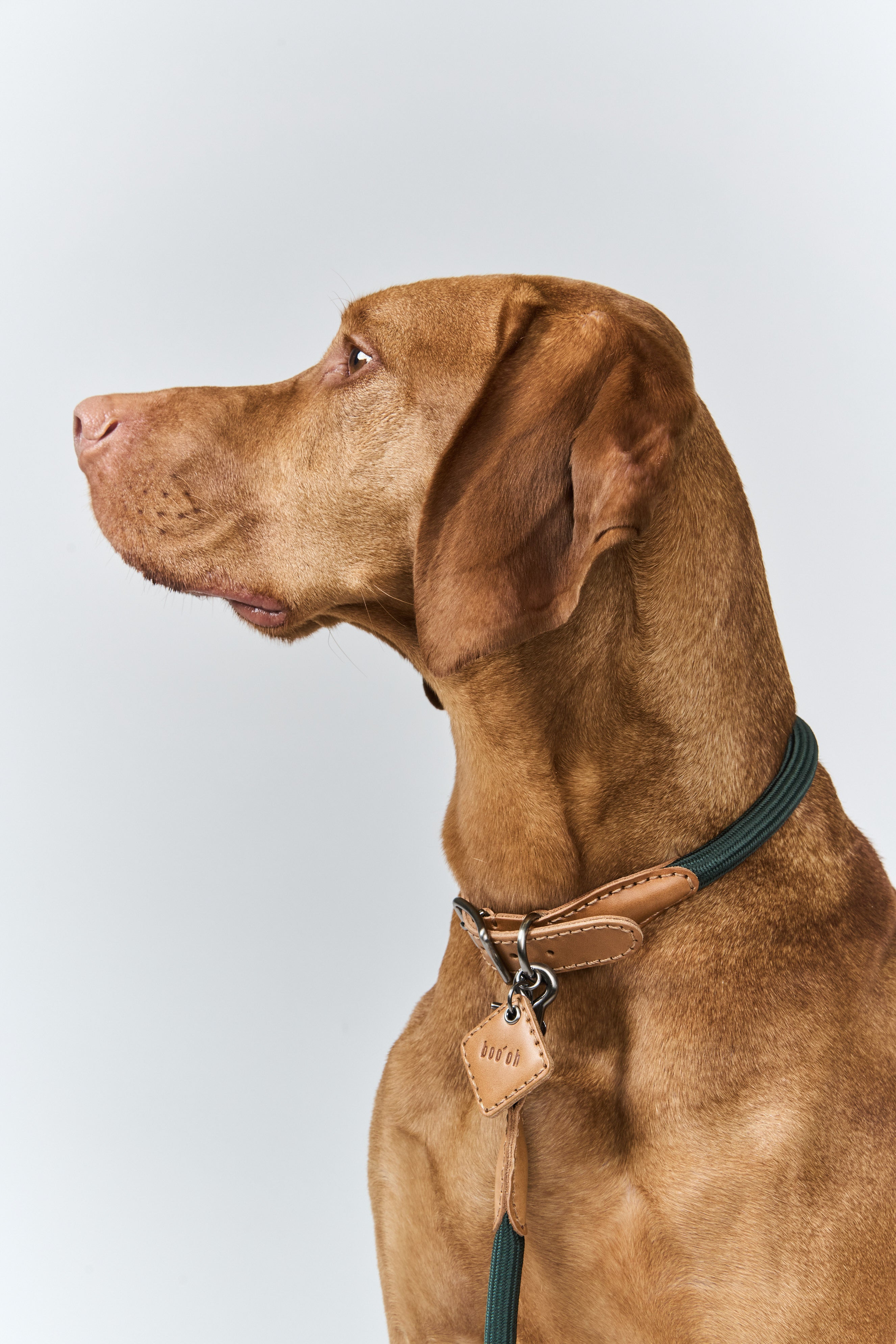 Hands-Free Ray Collar + Leash Set For Dogs | Jade Green