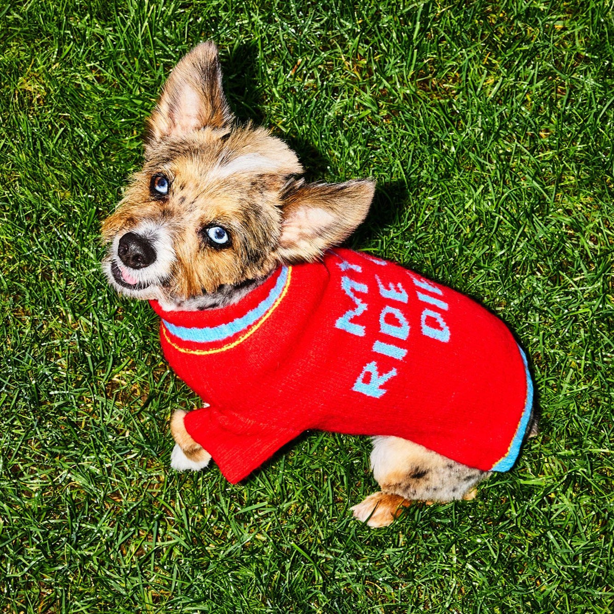 Terrier mix in the red Ride or Die knit sweater on grass