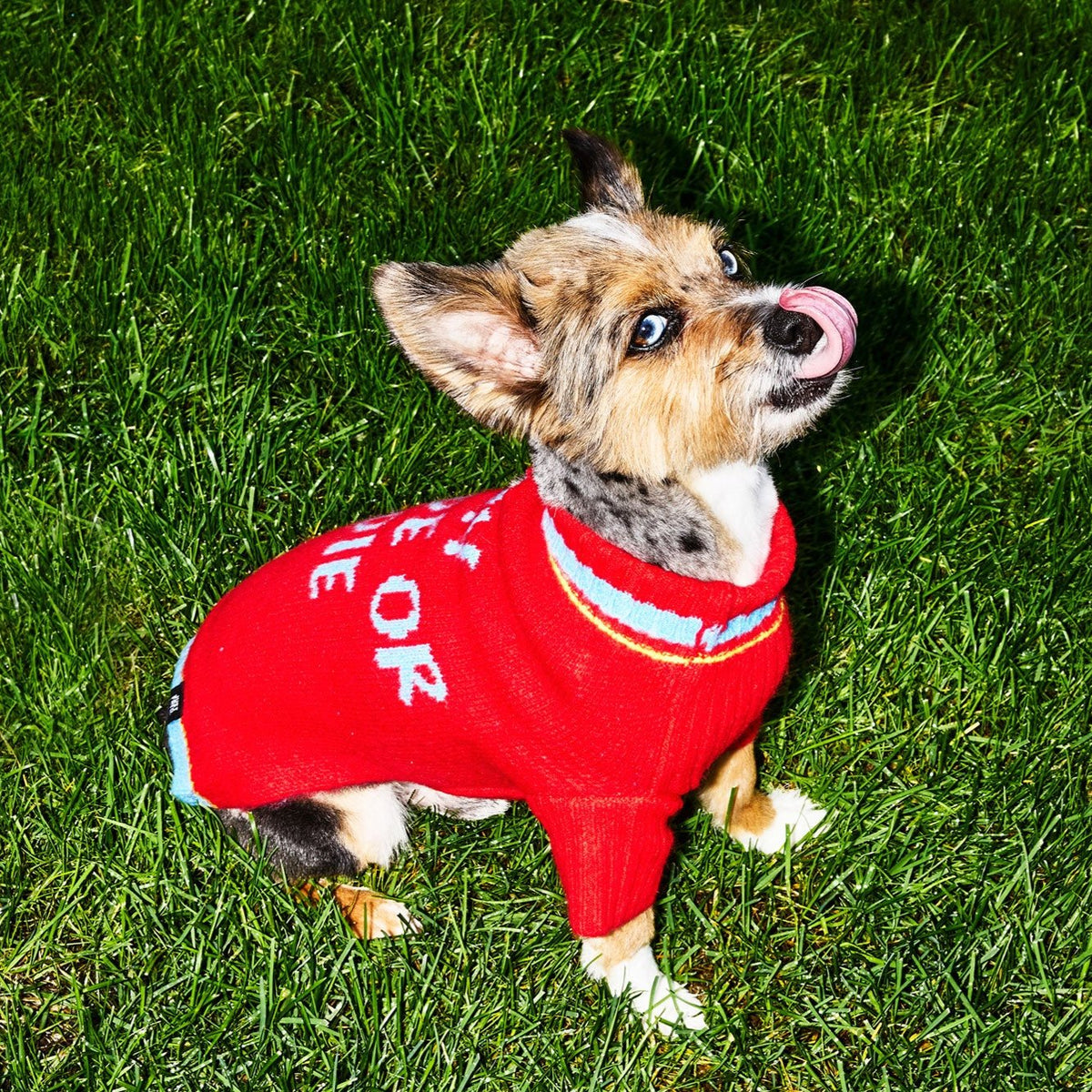 Small dog in the Ride or Die sweater in Red Blue, side view