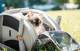 Cat sitting inside Ibiyaya cat carrier backpack in the park
